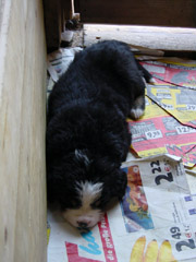 DSC03778t.JPG 180x240