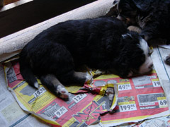 DSC03783t.JPG 240x180