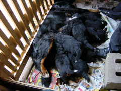 DSC03814t.JPG 240x180