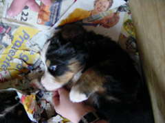 DSC03831t.JPG 240x180