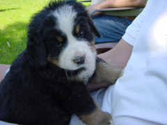 DSC03840t.JPG 240x180