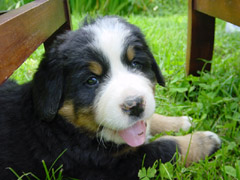 DSC03874t.JPG 240x180