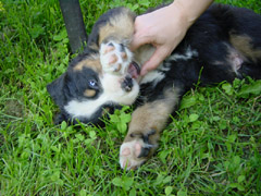 DSC03893t.JPG 240x180