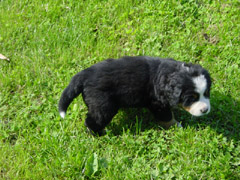 DSC03914t.JPG 240x180