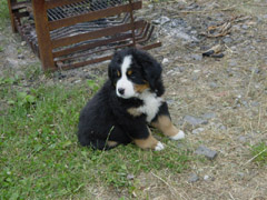 DSC04188t.JPG 240x180