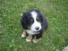 DSC04191t.JPG 240x180