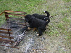 DSC04195t.JPG 240x180