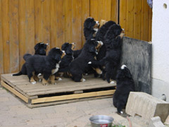 DSC04230t.JPG 240x180