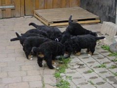 DSC04231t.JPG 240x180