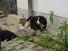 DSC04234t.JPG 240x180