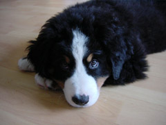 DSC04357t.JPG 240x180