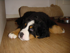 DSC04361t.JPG 240x180