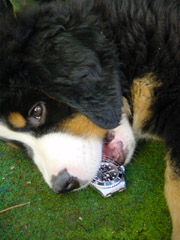 DSC04364t.JPG 180x240