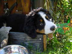 DSC04371t.JPG 240x180