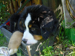 DSC04425t.JPG 240x180