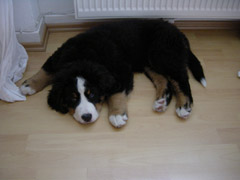 DSC04448t.JPG 240x180