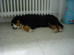 DSC04459t.JPG 240x180