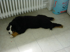 DSC04466t.JPG 240x180