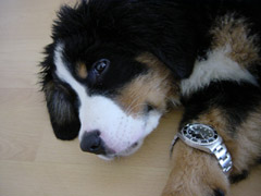 DSC04504t.JPG 240x180