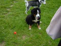 DSC04528t.JPG 240x180