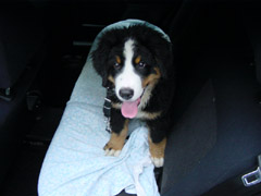 DSC04530t.JPG 240x180