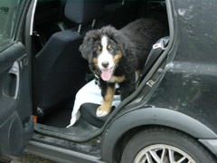 DSC04533t.JPG 240x180