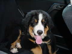 DSC04647t.JPG 240x180