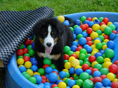 DSC04654t.JPG 240x180