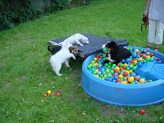 DSC04656t.JPG 240x180