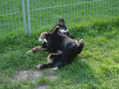 DSC04667t.JPG 240x180