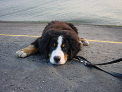 DSC04700t.JPG 240x180