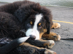 DSC04713t.JPG 240x180