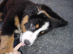 DSC04720t.JPG 240x180