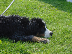 DSC04783t.JPG 240x180