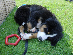 DSC04793t.JPG 240x180