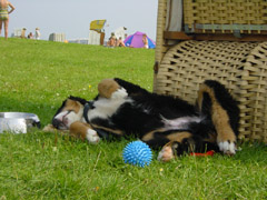 DSC04806t.JPG 240x180