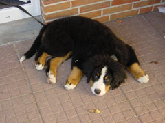 DSC04827t.JPG 240x180