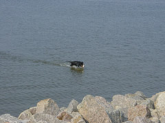 DSC04831t.JPG 240x180