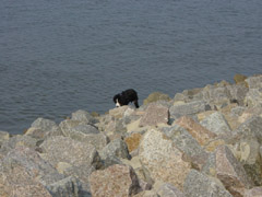 DSC04832t.JPG 240x180