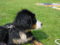 DSC04851t.JPG 240x180