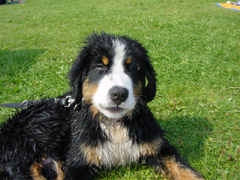 DSC04852t.JPG 240x180