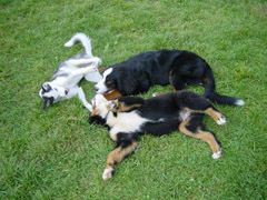 DSC04885t.JPG 240x180