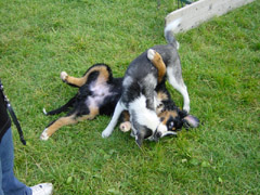 DSC04894t.JPG 240x180