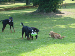 DSC04966t.JPG 240x180