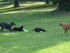 DSC04970t.JPG 240x180