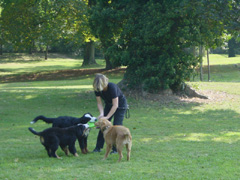 DSC04975t.JPG 240x180