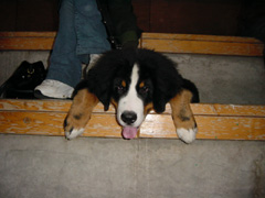 DSC05073t.JPG 240x180