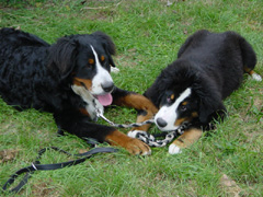 DSC05094t.JPG 240x180