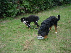 DSC05097t.JPG 240x180