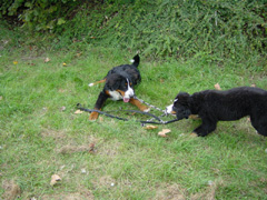 DSC05103t.JPG 240x180